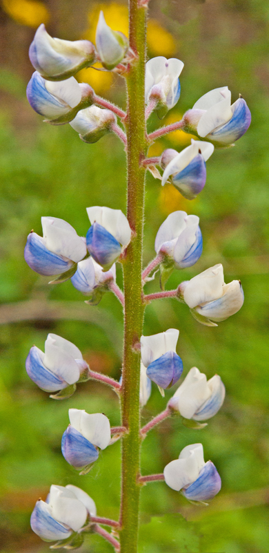 Mountain Lupine 2.jpg